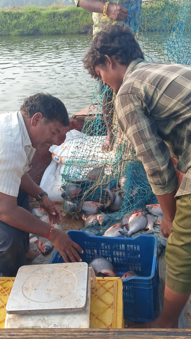 fish-3