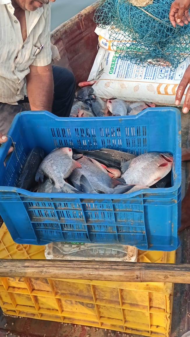 fish-4