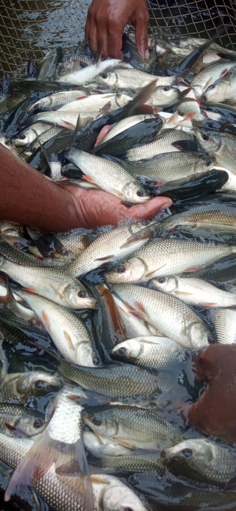 fish-5